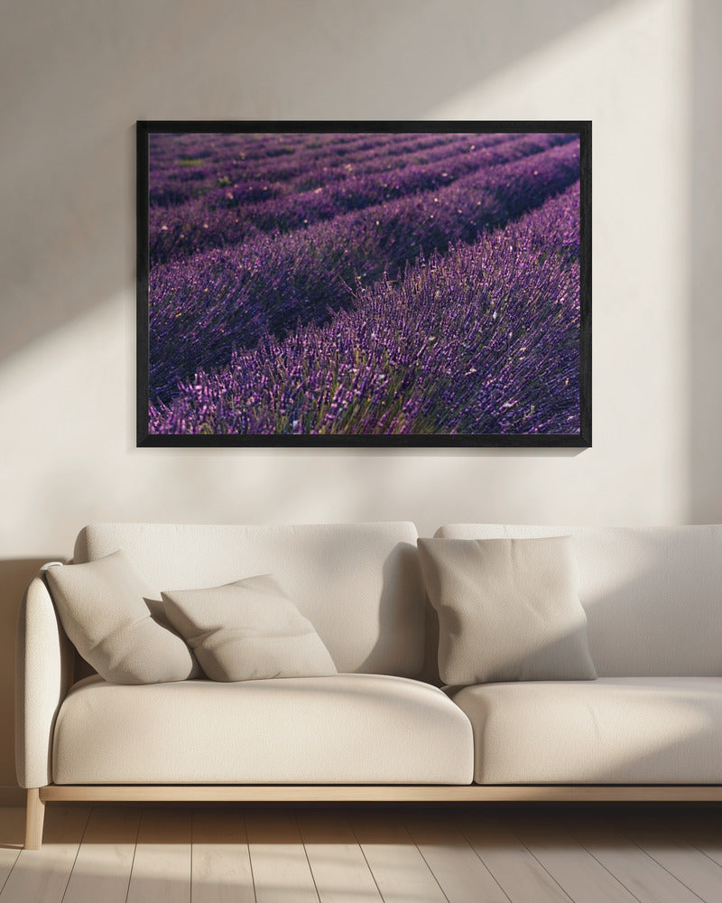 Provence Lavendel | Canvas