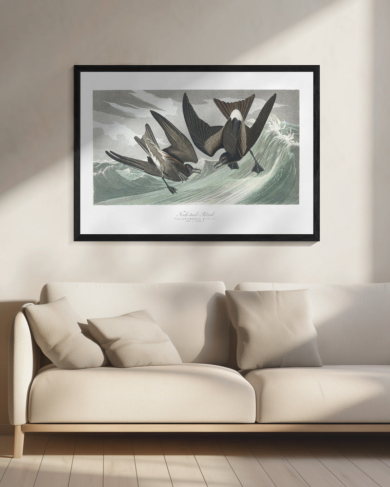 Vorkstaartstormvogel uit Birds of America (1827) | Canvas