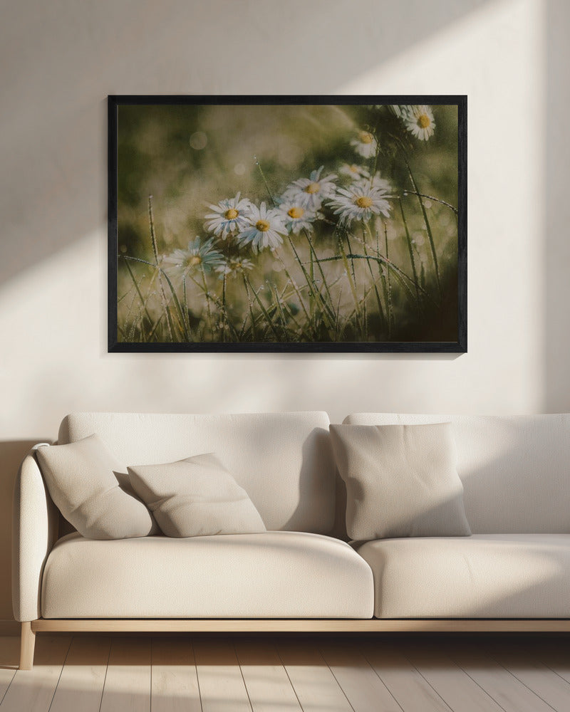 daisies in early morning | Canvas