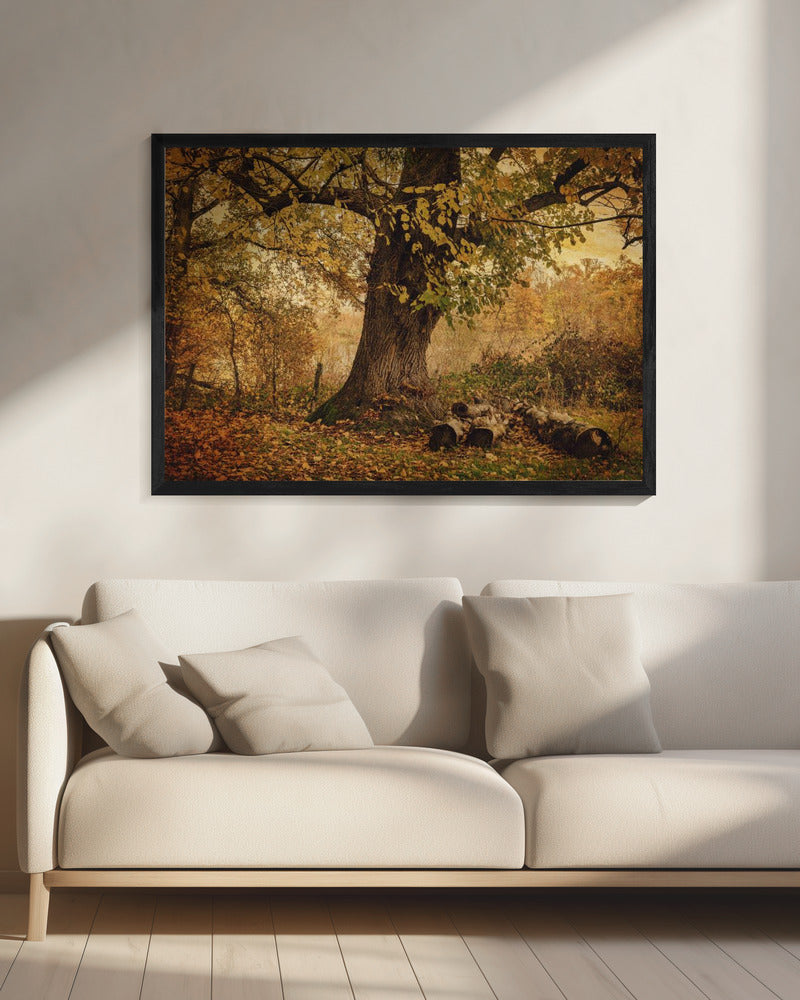 Oude boom | Canvas