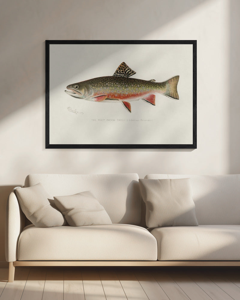 Mannelijke beekforel | Canvas