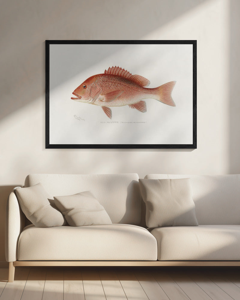 Rode Snapper | Canvas