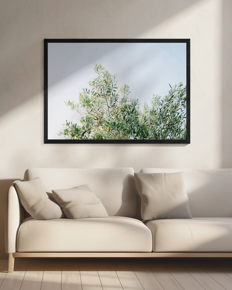 Olijven in Ostuni | Reisfotografie Italië | Canvas