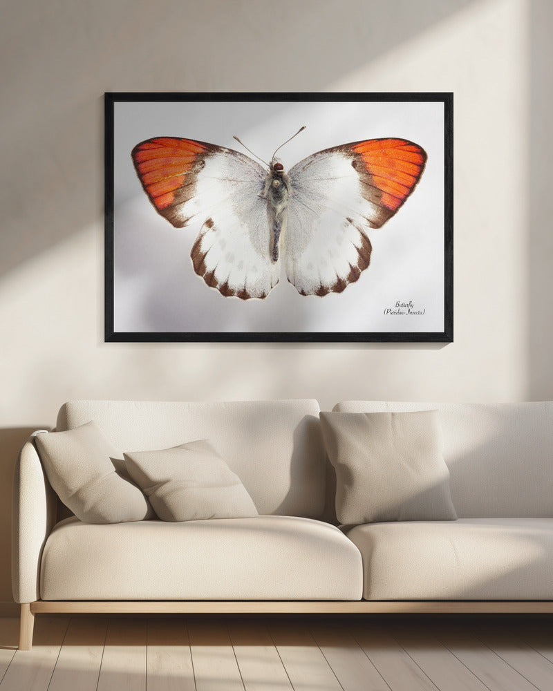 Vlinder - 3 | Canvas