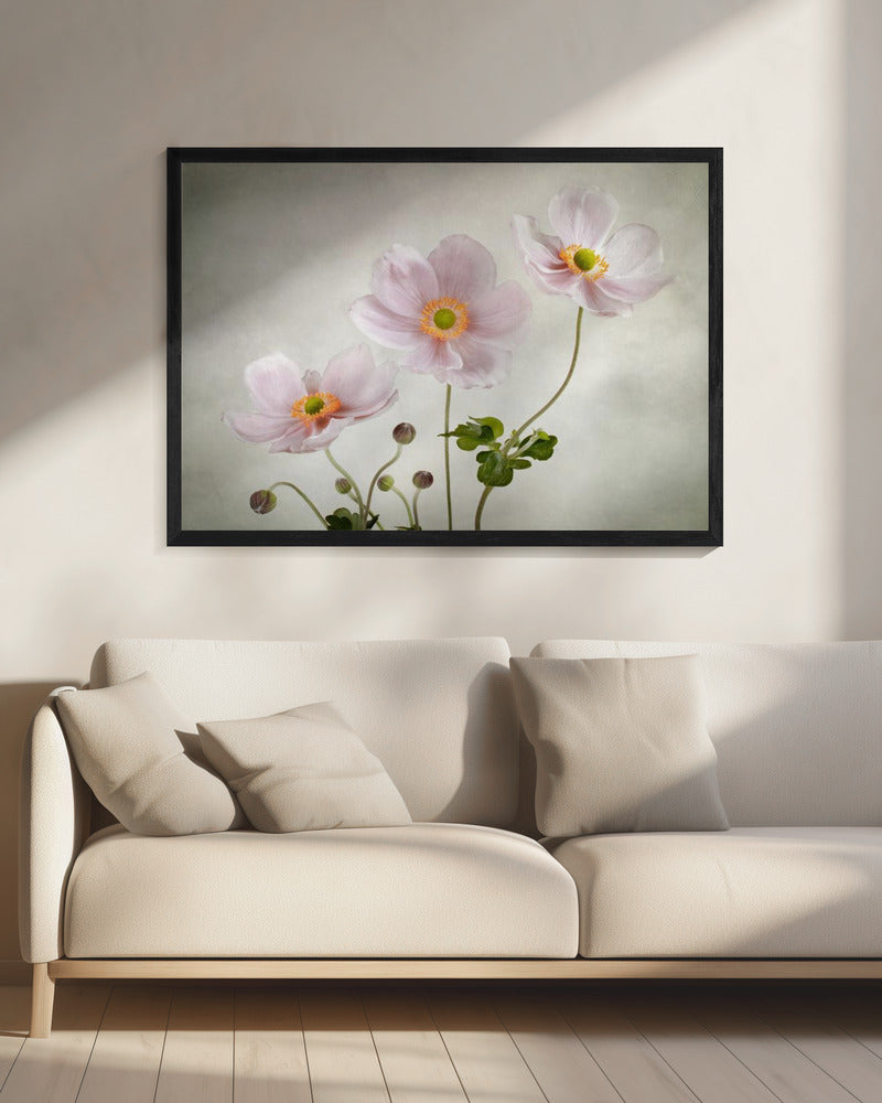 Anemonen | Canvas