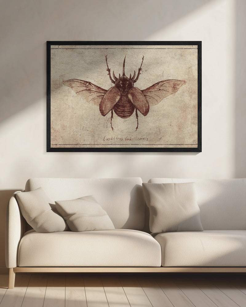 Eupatorus Gracilicornis Kopie | Canvas