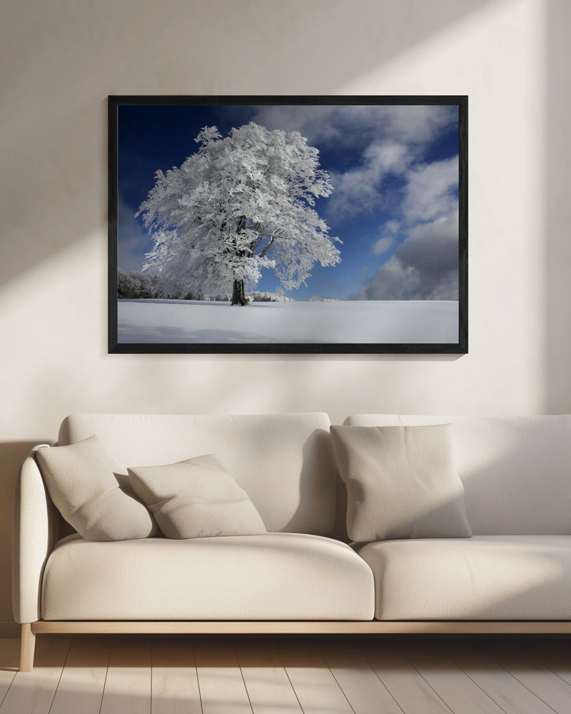 Witte Windbuche in het Zwarte Woud | Canvas