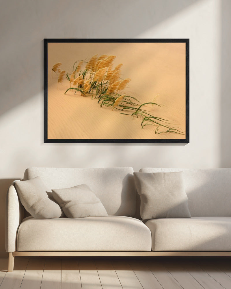 Pampagras in zandduin | Canvas