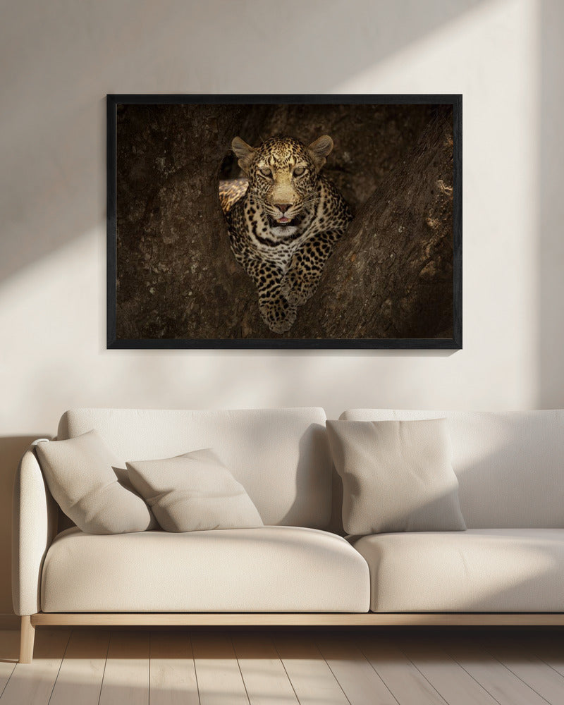 Luipaard rustend op een boom in de Masai Mara | Canvas