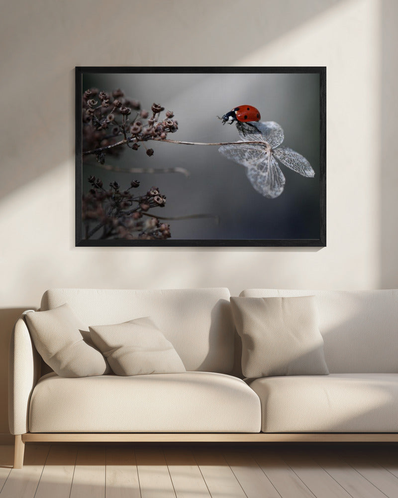 Lieveheersbeestje op hortensia. | Canvas