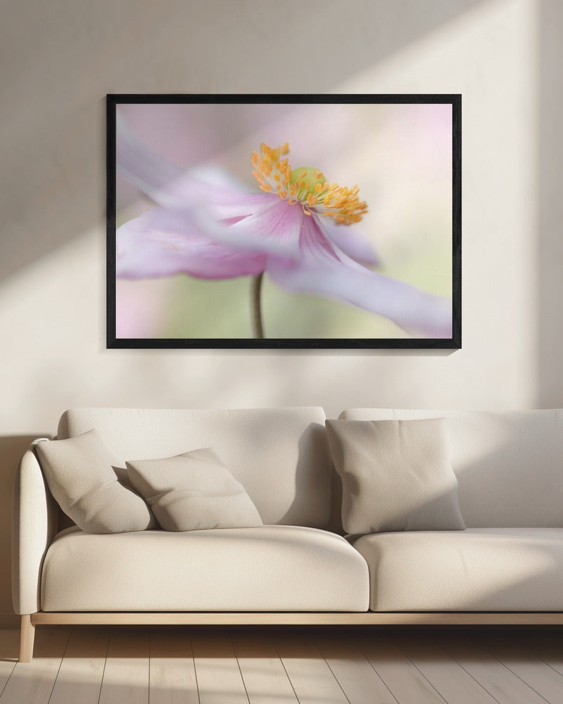Japanse anemoon | Canvas