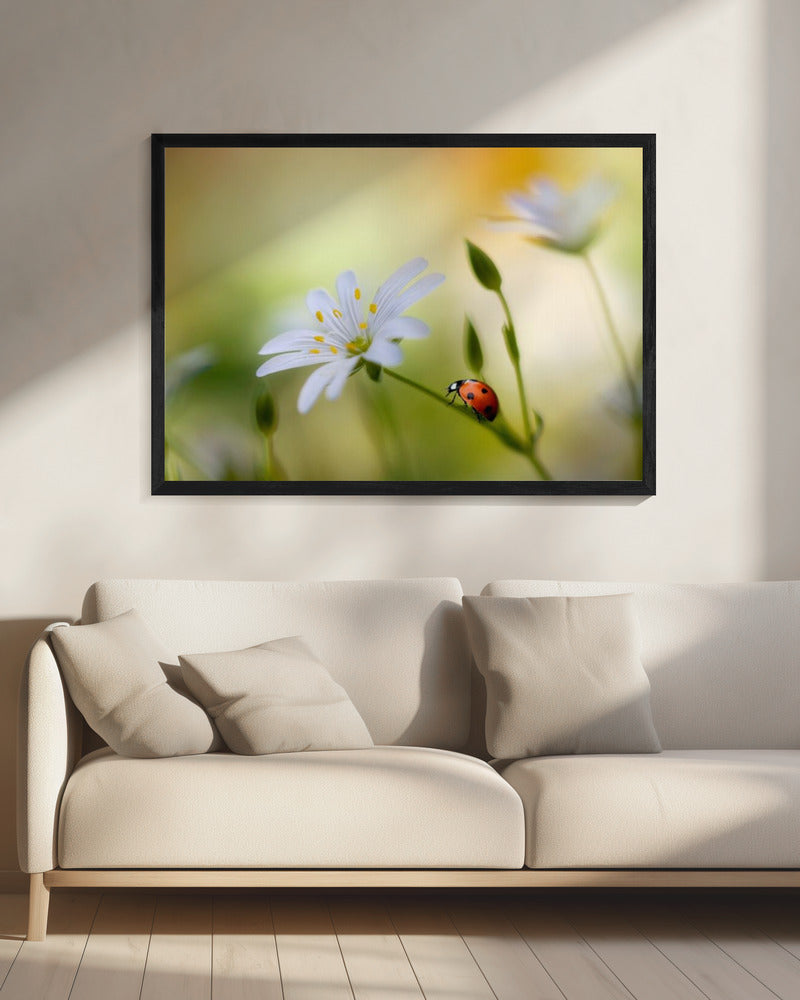 Zomerse schoonheden | Canvas