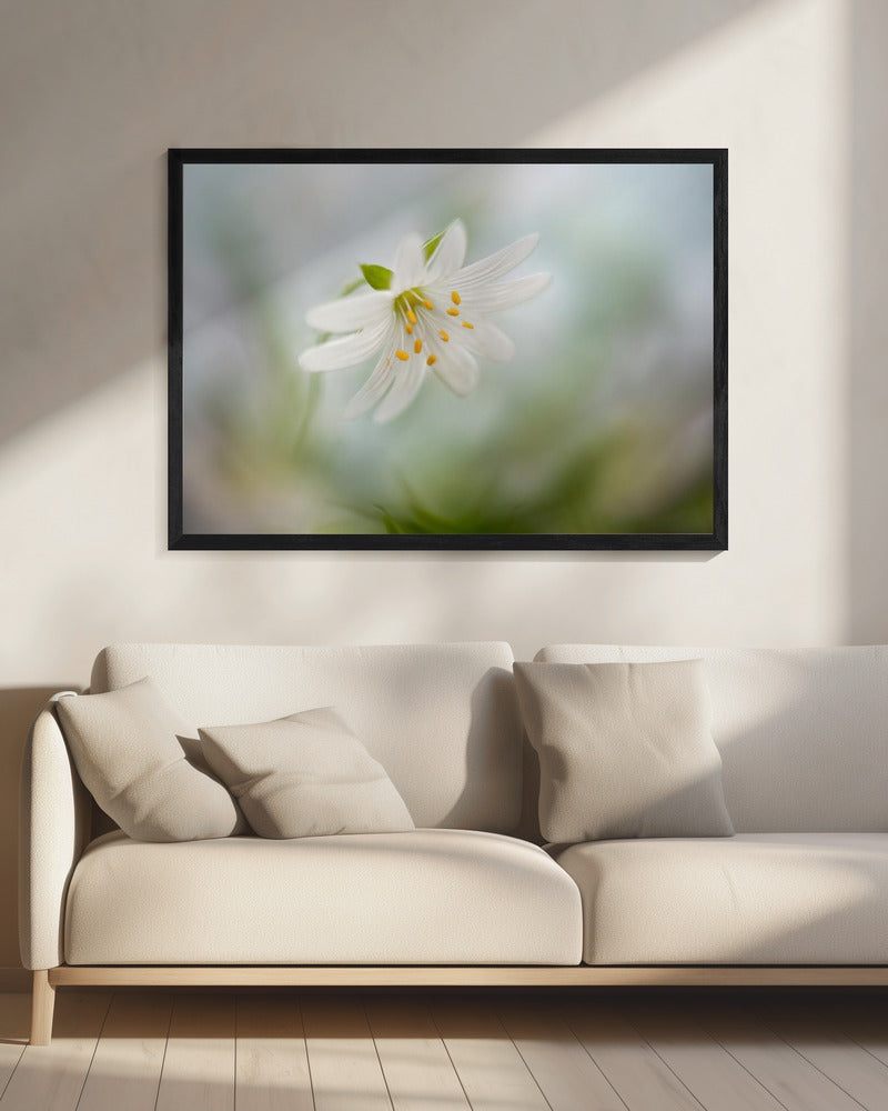 Lente-steekkruid | Canvas