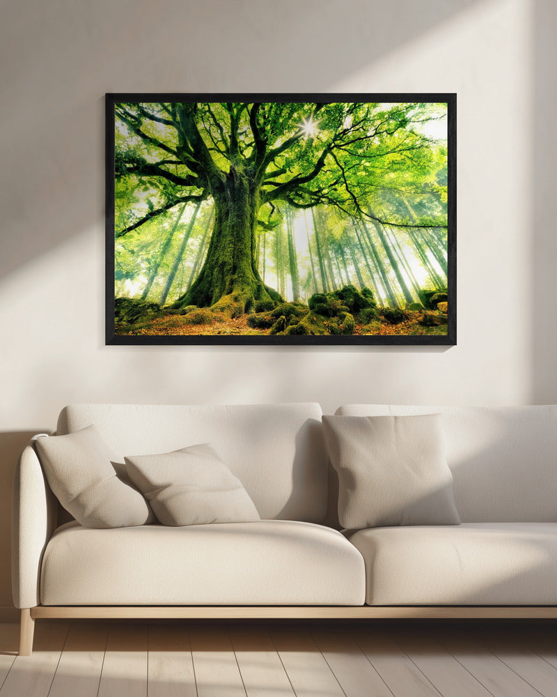 Ponthus' Beuk | Canvas