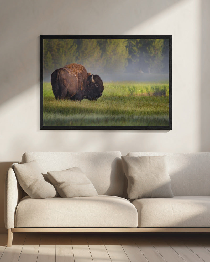Bizon in ochtendlicht | Canvas