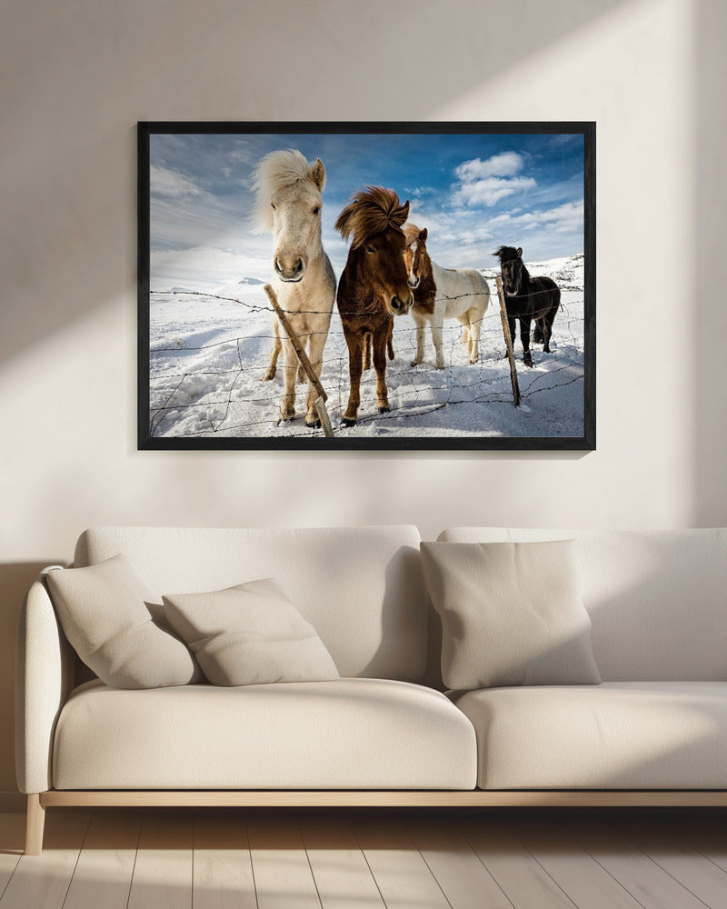 IJslands kapsel | Canvas