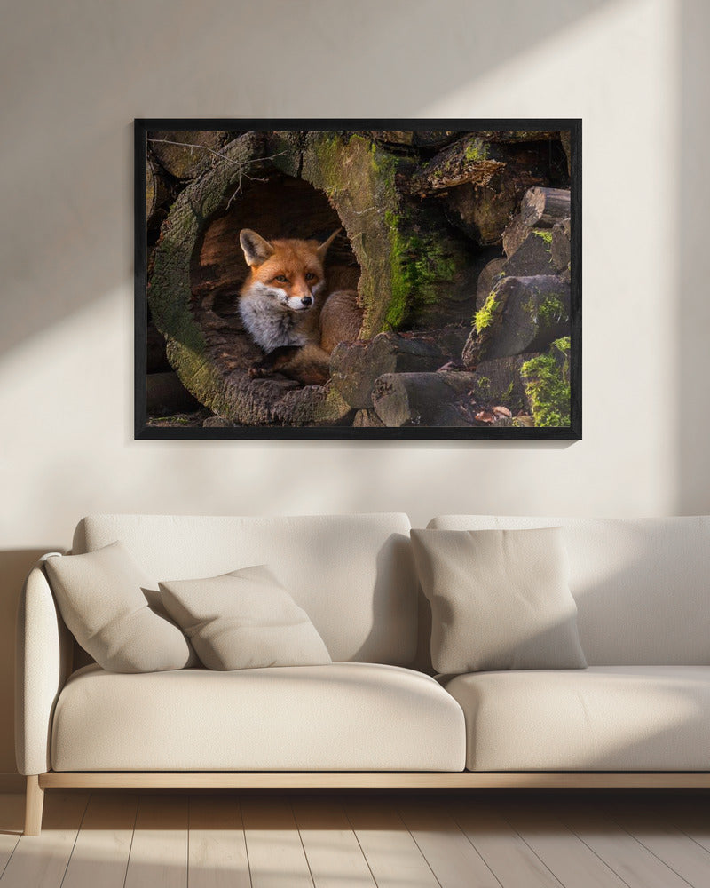 Vos | Canvas