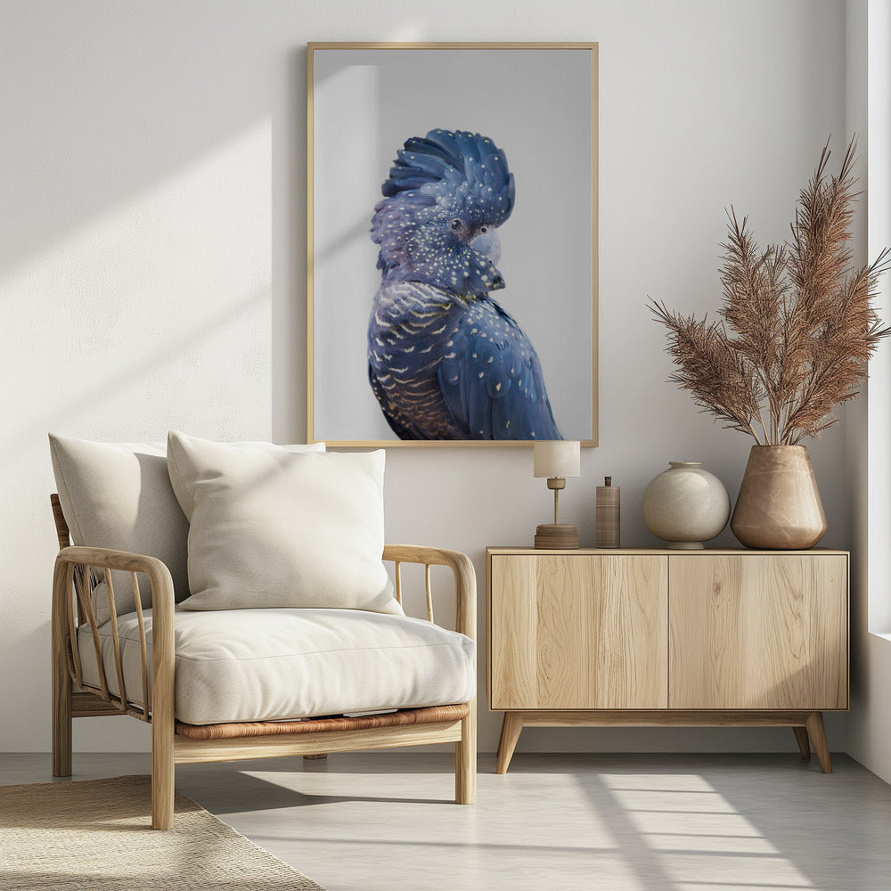 Zwarte Kaketoe | Poster