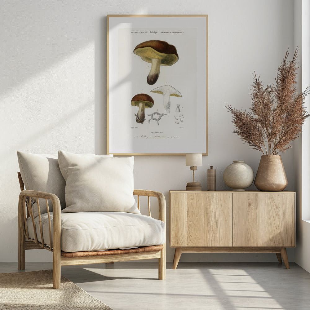 Paddenstoel (boletus Circinans) | Poster