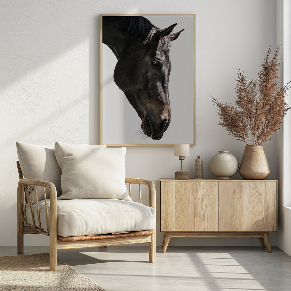Zachte paardenblik | Poster