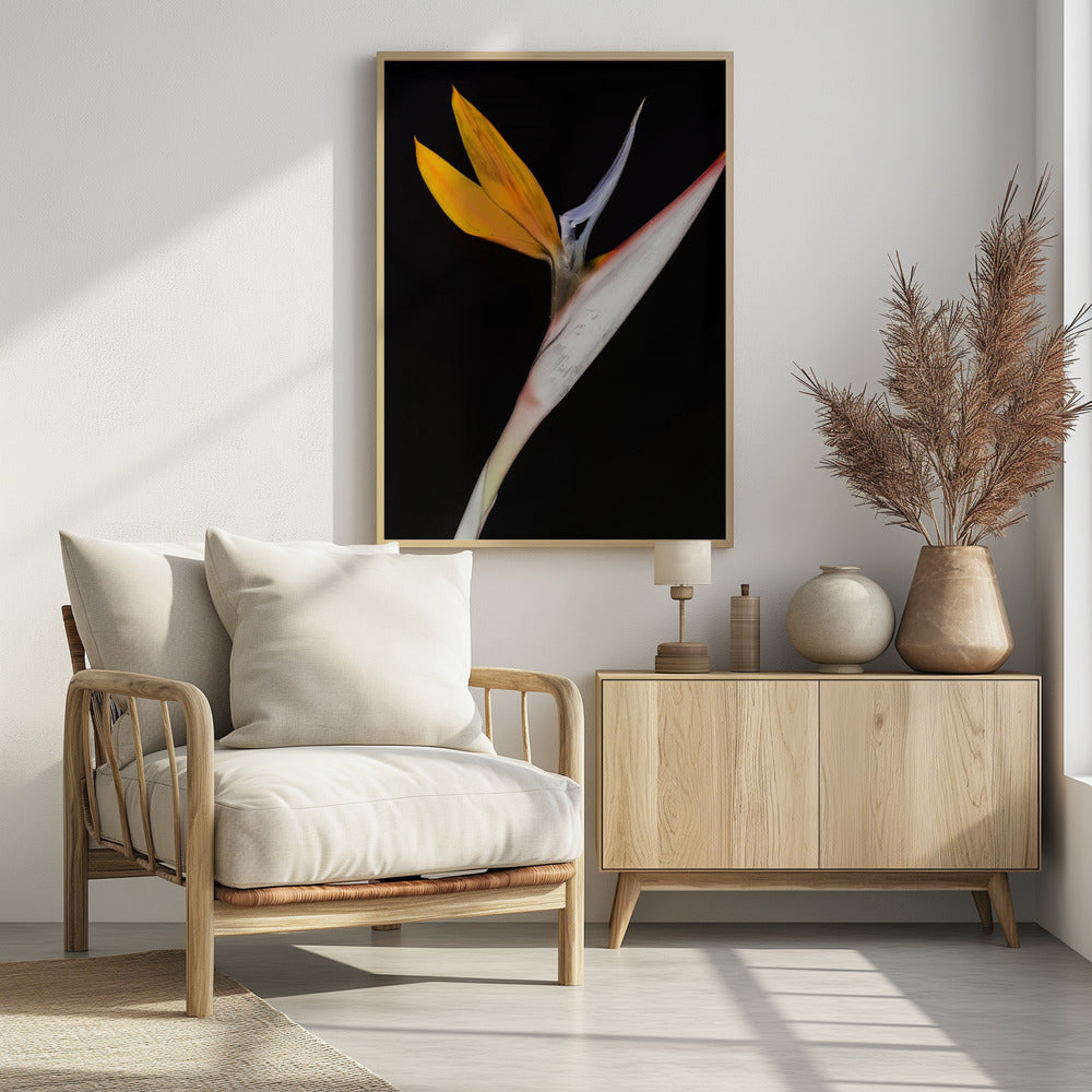 Paradijsvogel | Poster