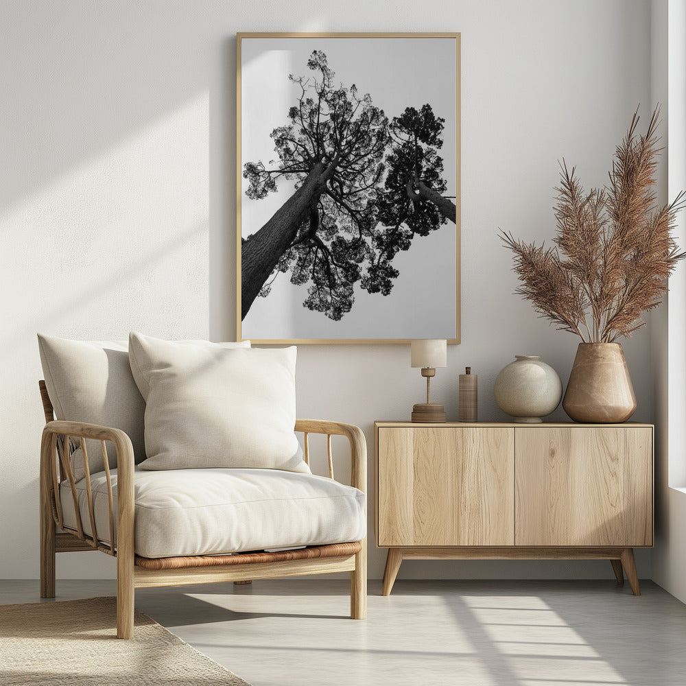 Torenhoge dennen | Poster