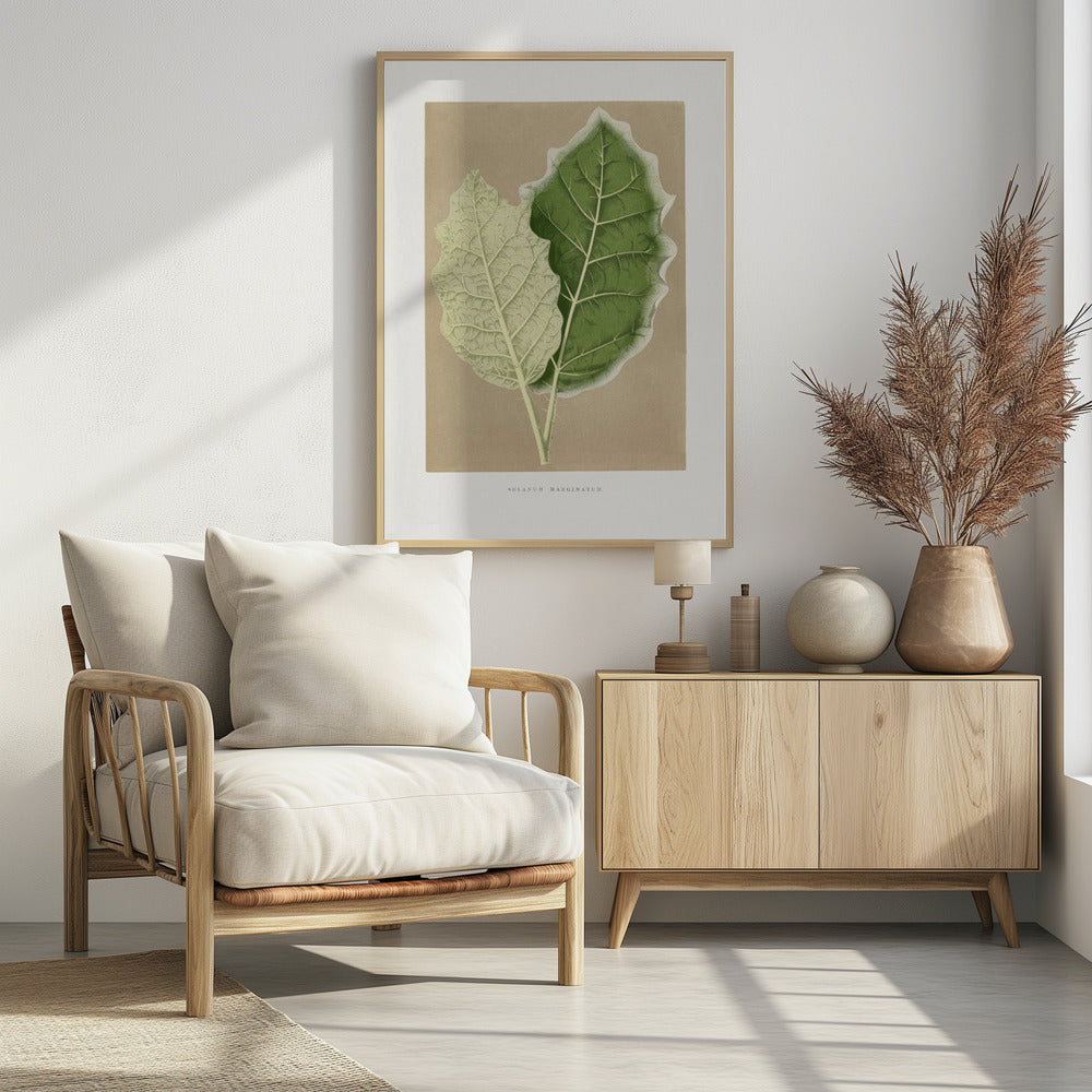 Groene Solanum Marginatum bladillustratie | Poster