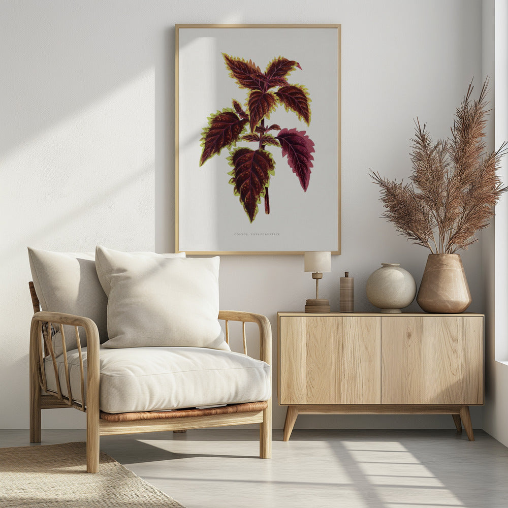 Pink Coleus Leaf Illustration | Poster