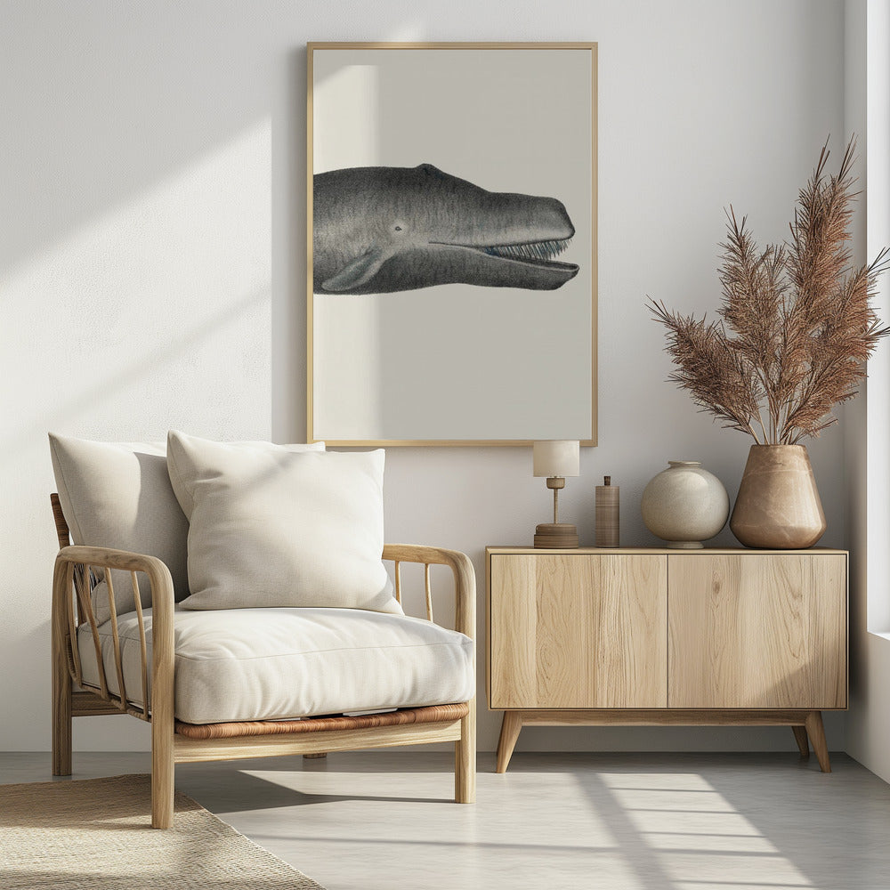 Walvis II, strak gewas, handgekleurde zeedierenlithografie, 1824 | Poster