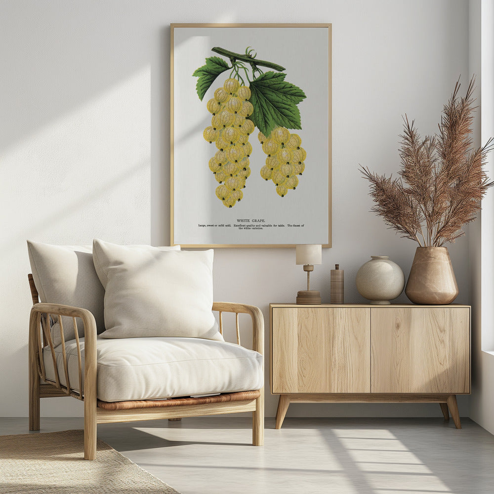 Witte druivenlithografie | Poster