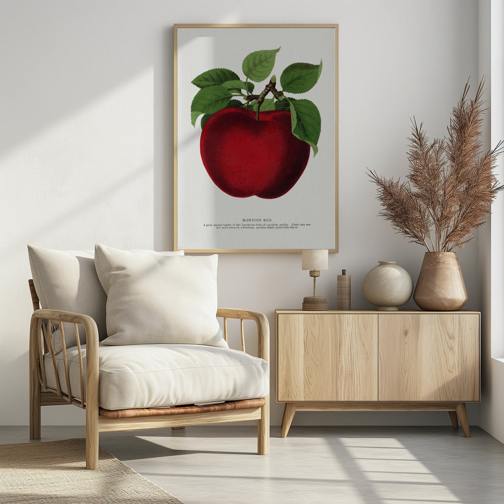 Mcintosh Red Apple Lithografie | Poster