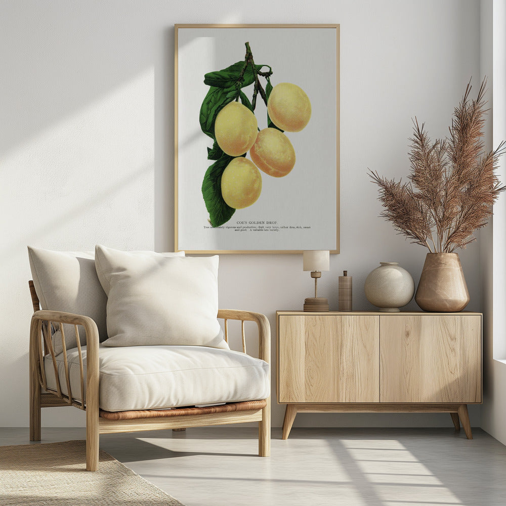 Coe's Golden Drop Plum Lithografie | Poster