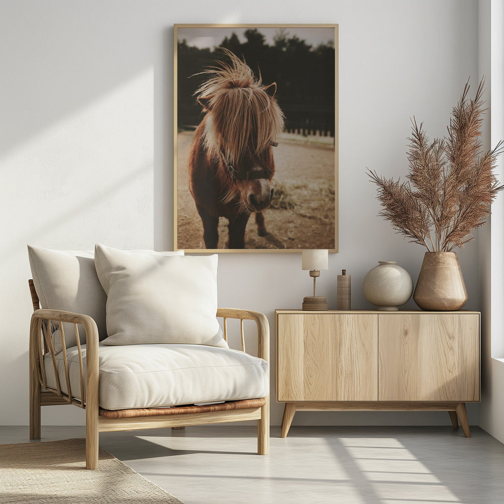 Pony met een ruige manen | Poster