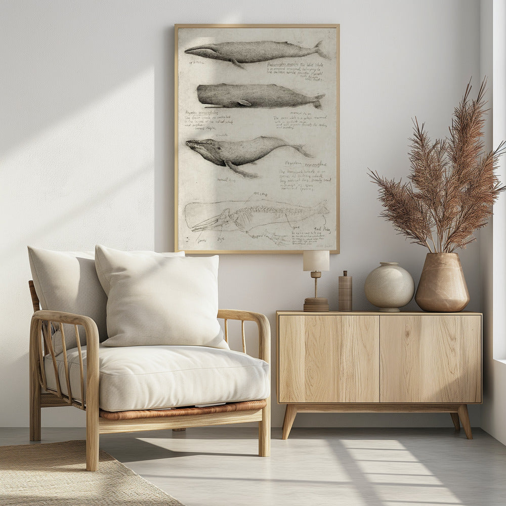 Sketches Of Various Whale | Poster