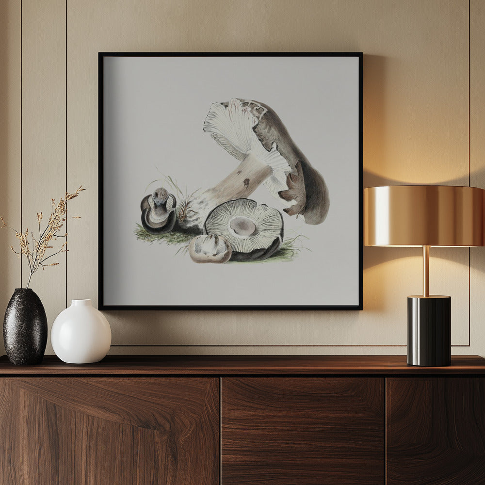 Vintage Agaricus Augustus-paddestoel | Poster