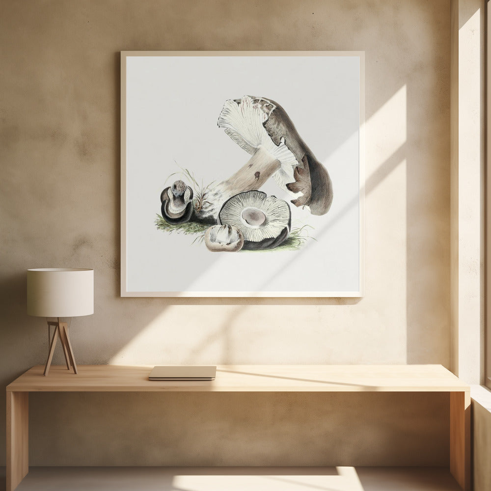 Vintage Agaricus Augustus-paddestoel | Poster