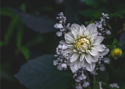 Dahlia bloem | Canvas