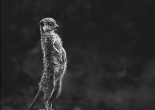 The meerkat | Canvas