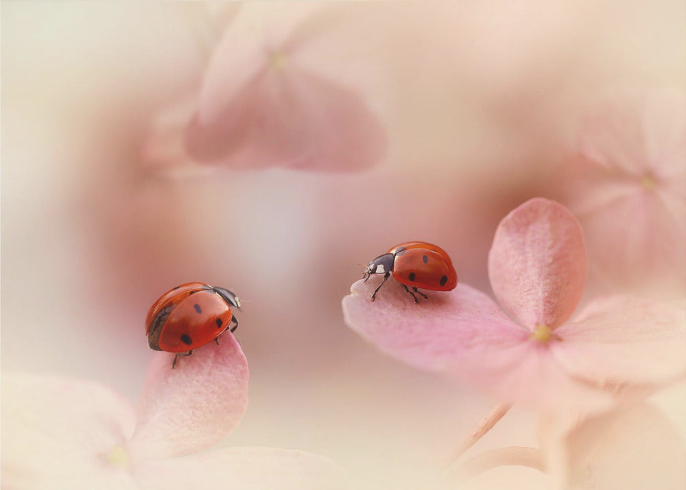 Lieveheersbeestjes op roze hortensia. | Canvas