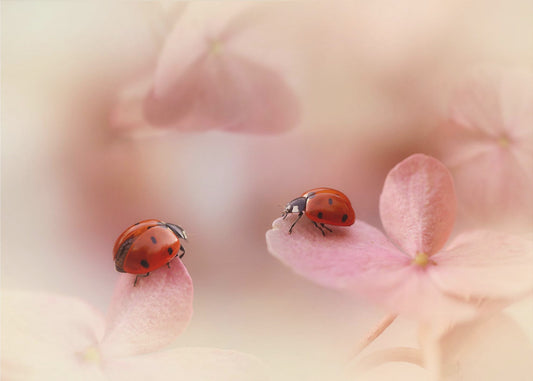 Lieveheersbeestjes op roze hortensia. | Canvas