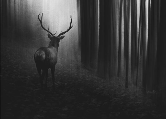 Hert | Canvas