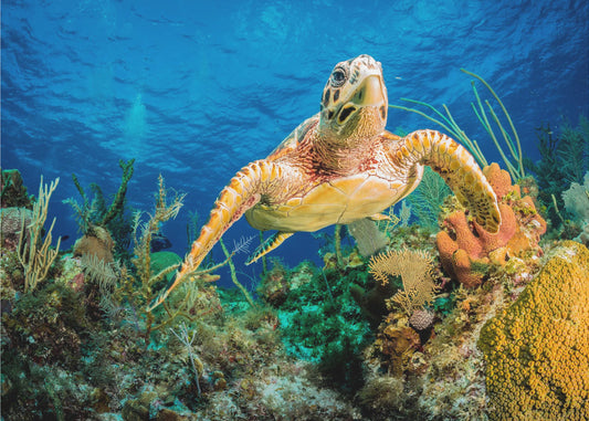 Karetschildpad zwemt door Caribisch rif | Poster