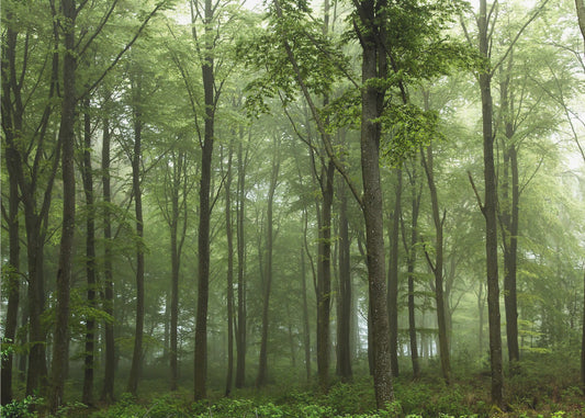 Forest... | Poster