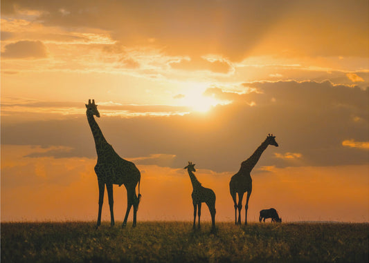 Gouden Afrika | Behang