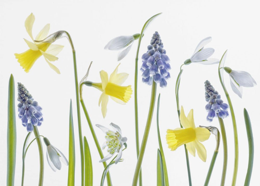 Lente | Canvas