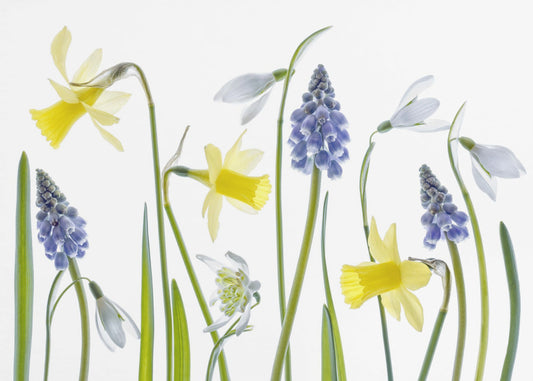 Lente | Canvas
