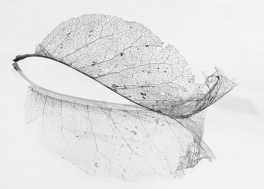 The old leaf | Canvas