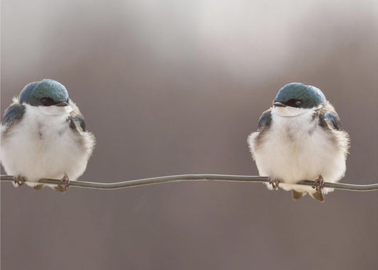 Vogels op een draad | Canvas