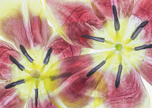 Tulpen | Canvas