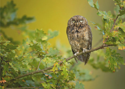 Eurasian Scops Owl | Canvas